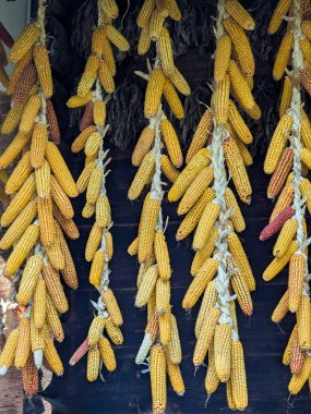 Kuru mısır koçanları ipe tutunur. Tahıl stokları köydeki kümes hayvanları için besleniyor..