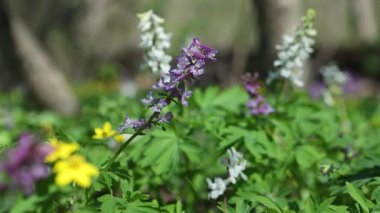 Çiçekli Coridalis, yakın plan. Yabani çiçeklerin makro manzarası