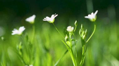 Beyaz çiçekli serastium yakın plan. Yabani çiçeklerin makro manzarası