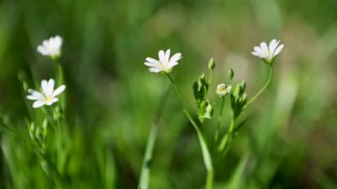 Beyaz çiçekli serastium yakın plan. Yabani çiçeklerin makro manzarası