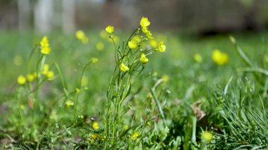 Sarı çiçekli düğün çiçekleri yakın plan. Yabani çiçeklerin makro manzarası