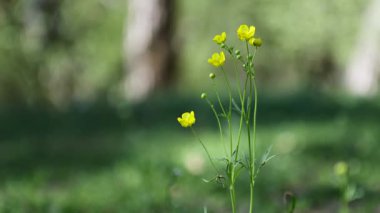 Sarı çiçekli düğün çiçekleri yakın plan. Yabani çiçeklerin makro manzarası