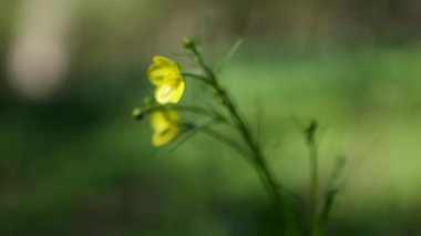 Sarı çiçekli düğün çiçekleri yakın plan. Yabani çiçeklerin makro manzarası