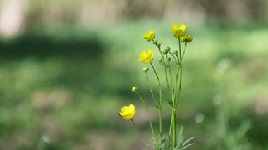 Sarı çiçekli düğün çiçekleri yakın plan. Yabani çiçeklerin makro manzarası