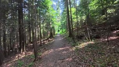 Dağ ormanı yolunda yürüyorum. Ağaçlarda taze yeşillik. Parlak güneşli bir gün.