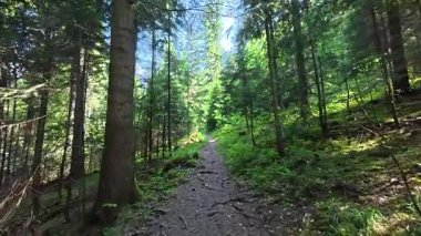 Dağ ormanı yolunda yürüyorum. Ağaçlarda taze yeşillik. Parlak güneşli bir gün.