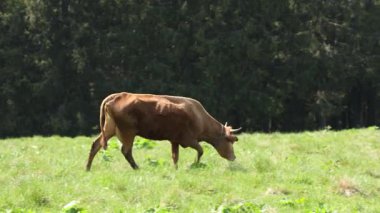 İnekler yaz otlaklarında otlar.