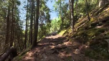 Güneşli bir günde, yüksek ağaçlar ve benekli güneş ışığıyla çevrili bir dağ yolu boyunca bir yürüyüş. Yol doğada esiyor, huzur, temiz hava ve manzaralı güzellik sunuyor..