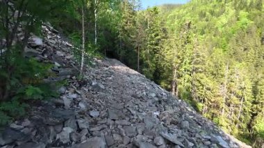 Güneşli bir günde, yüksek ağaçlar ve benekli güneş ışığıyla çevrili bir dağ yolu boyunca bir yürüyüş. Yol doğada esiyor, huzur, temiz hava ve manzaralı güzellik sunuyor..