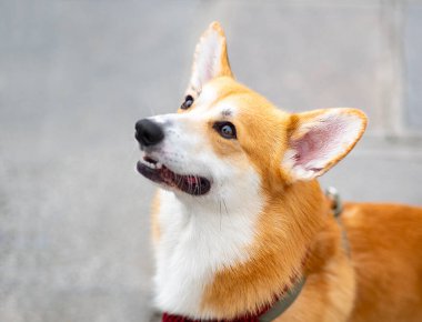 Kırmızı eşarplı Corgi köpeği yürüyüş sırasında oturuyor. Yüksek kalite fotoğraf