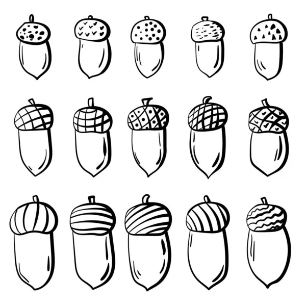 Doodle Conjunto Bellotas Esbozar Fruta Roble Con Diferentes Sombreros Vector — Archivo Imágenes Vectoriales