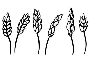 Set of linear spikelets, inflorescences of cereal plants in doodle style vector illustration