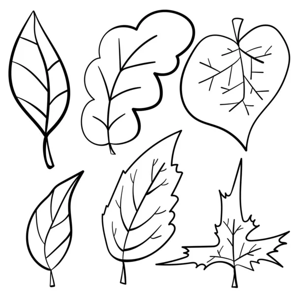 Set Outline Doodle Leaves Various Types Trees Contour Leaf Creativity Royalty Free Stock Ilustrace
