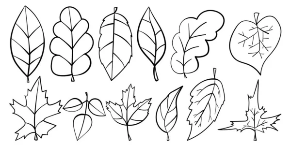Ensemble Feuilles Doodle Contour Différentes Formes Tailles Motifs Naturels Illustration — Image vectorielle