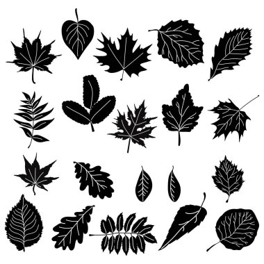 Çeşitli şekil ve boyutlardaki yaprakların siluetleri, çeşitli ağaç türlerinden doğal elementler tasarım vektörü çizimi için