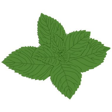 Bir demet nane şekeri, çeşitli yemekleri hazırlamak için baharatlı yeşil otlar.