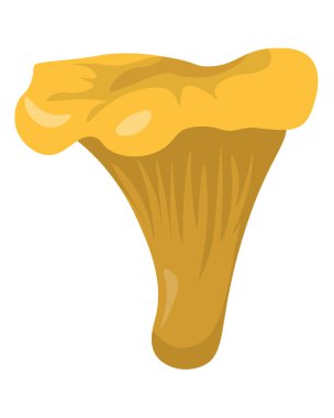 Chanterelle 'in popüler yenilebilir mantarı düz stil, ormanda eğitim için büyüyen element veya tasarım vektörü çizimi