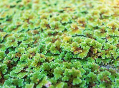 yeşil yüzen Azolla Pinnata veya organik çiftlikteki Azolla microphylla. Azolla Pinnata birçok şekilde beslenme ve ekme için yararlıdır..