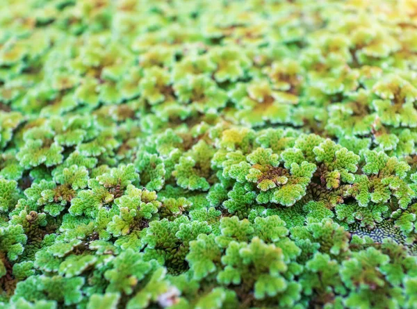 Verde Flotante Azolla Pinnata Azolla Microphylla Granja Orgánica Azolla Pinnata —  Fotos de Stock