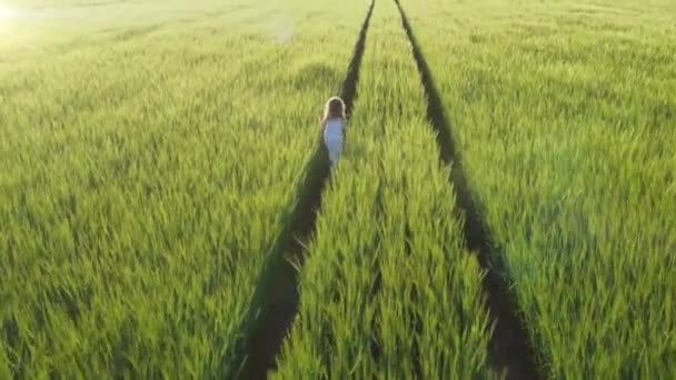 Letecký Pohled Čtyřletá Blondýnka Šatech Běhá Pšeničném Poli Slunci Koncept — Stock video