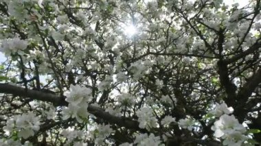 Apple blossoms against the blue sky in the sunlight. Flowering apple trees in a spring orchard. . High quality 4k footage