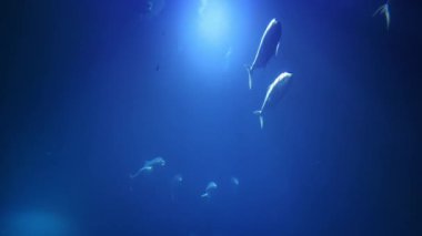 Underwater shot with sunlight and fish swimming in the wild in clear blue water. The suns rays illuminate the big ocean fish. High quality 4k footage
