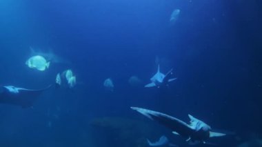 Many sea fish and sharks swim under the water in packs. A view of the underwater world at the depths of the blue ocean. High quality 4k footage
