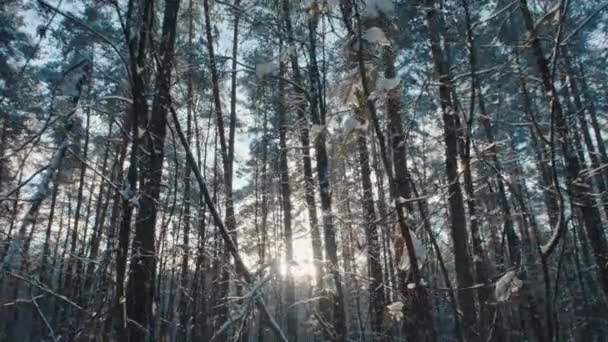 Karla Kaplı Güzel Kış Ormanı Boyunca Kameranın Yavaş Çekim Gücü — Stok video