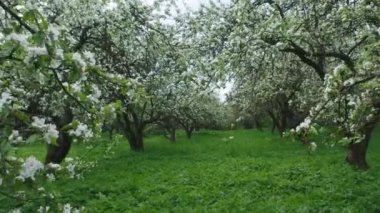 Flowering apple trees in a spring orchard. Beautiful flowers on fruit trees. High quality 4k footage