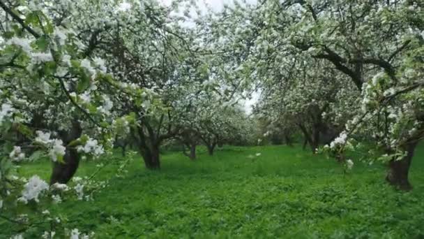 Manzanos Florecientes Huerto Primavera Hermosas Flores Árboles Frutales Imágenes Alta — Vídeo de stock