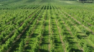 Yeşil meyve ağaçlarından oluşan bir tarlanın havadan görünüşü. Elmaların endüstriyel yetiştirilmesi. Uzun sıra meyve veren genç meyveler. 4k görüntü