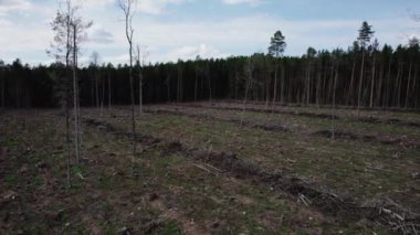 Kesilmiş ağaçlarla, kütüklerle dolu bir arsa. Endüstriyel ormanların yok olmasının sonuçları. Kereste kesiminden sonra terk edilmiş arazi, hava manzarası. Yüksek kalite 4k görüntü