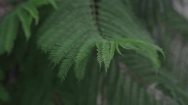 Rüzgarda sallanan yeşil yapraklar