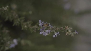 Arı çiçeği döllüyor.