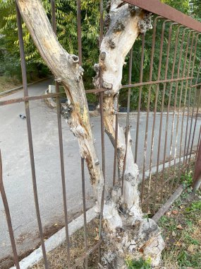Kurumuş eski ağaç metal çitleri kemirdi. Yüksek kalite fotoğraf