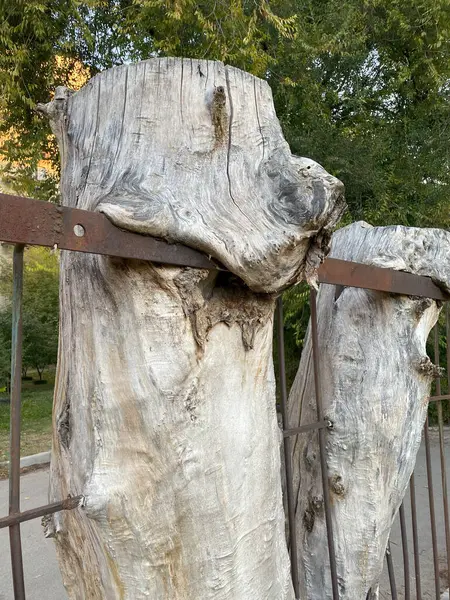 Çitte kurumuş demir ağacı. Yüksek kalite fotoğraf