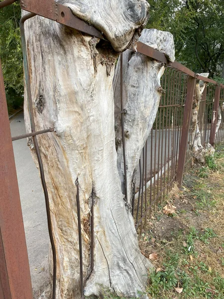 Metal bakımda kuru ağaç. Yüksek kalite fotoğraf