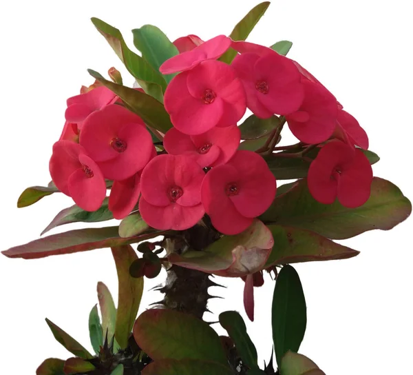 Euphorbia milii, the crown of thorns, Christ plant, or Christ thorn, called Corona de Cristo in Latin America , is a species of flowering plant in the spurge family Euphorbiaciae, native to Madagascar.