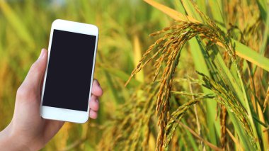Pirinç başakları pirinç tarlasında, tarımsal ürünleri izlemek için modern cihaz kullanmak üzere siyah ekran cep telefonu kavramı kullanılıyor.                               