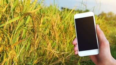 Pirinç başakları pirinç tarlasında, tarımsal ürünleri izlemek için modern cihaz kullanmak üzere siyah ekran cep telefonu kavramı kullanılıyor.                               