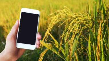 Pirinç başakları pirinç tarlasında, tarımsal ürünleri izlemek için modern cihaz kullanmak üzere siyah ekran cep telefonu kavramı kullanılıyor.                               
