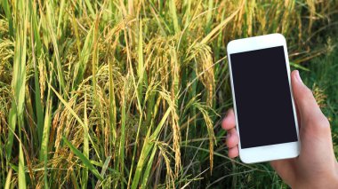 Pirinç başakları pirinç tarlasında, tarımsal ürünleri izlemek için modern cihaz kullanmak üzere siyah ekran cep telefonu kavramı kullanılıyor.                               