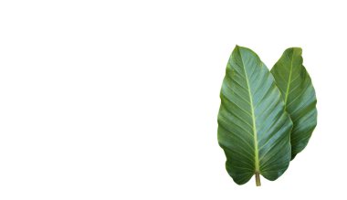 İzole Philodendron melanochrysum beyaz arkaplanda kırpma yolları ile                               