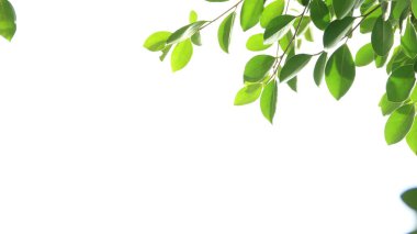 Fotokopi alanı olan beyaz arkaplanda bulanık ağaç yaprakları