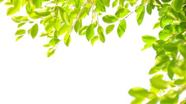 Fotokopi alanı olan beyaz arkaplanda bulanık ağaç yaprakları