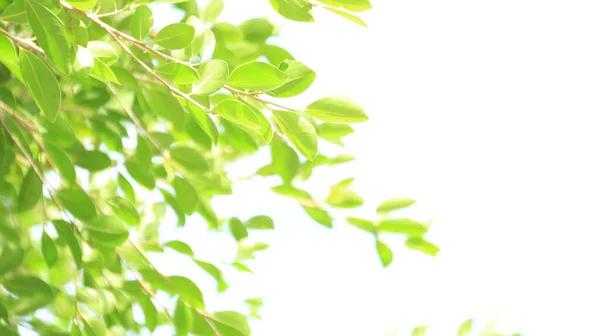 Borrão Folhas Árvore Fundo Branco Com Espaço Cópia — Fotografia de Stock