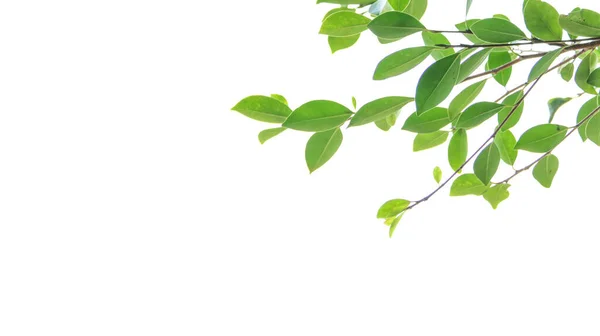 stock image Blur tree leaves on a white background with copy space