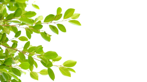 Fotokopi alanı olan beyaz arkaplanda bulanık ağaç yaprakları