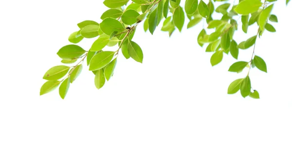 Fotokopi alanı olan beyaz arkaplanda bulanık ağaç yaprakları