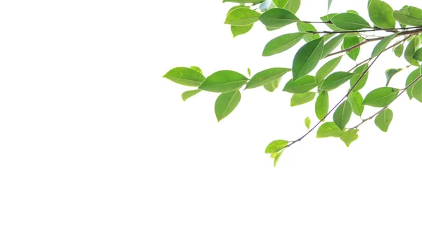 Baumblätter Auf Weißem Hintergrund Mit Kopierraum Verwischen Stockbild
